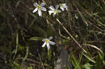 Southern butterwort